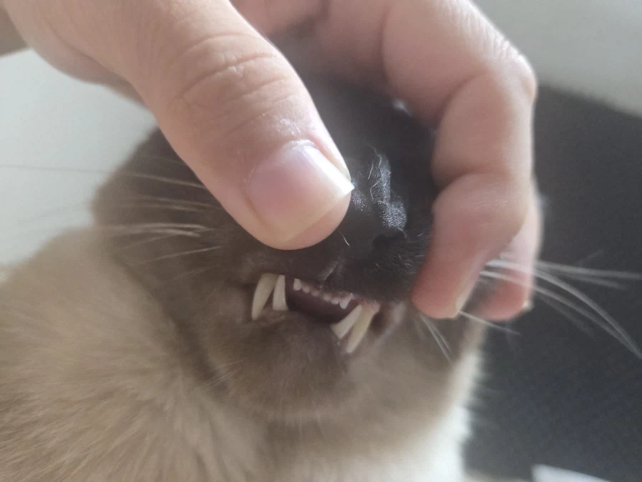 고양이 확대가 아닌 학대하는 사진입니다_2.webp