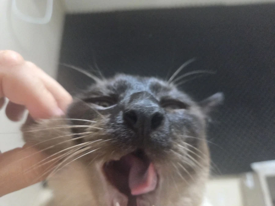 고양이 확대가 아닌 학대하는 사진입니다_3.webp