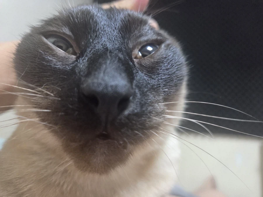 고양이 확대가 아닌 학대하는 사진입니다_5.webp