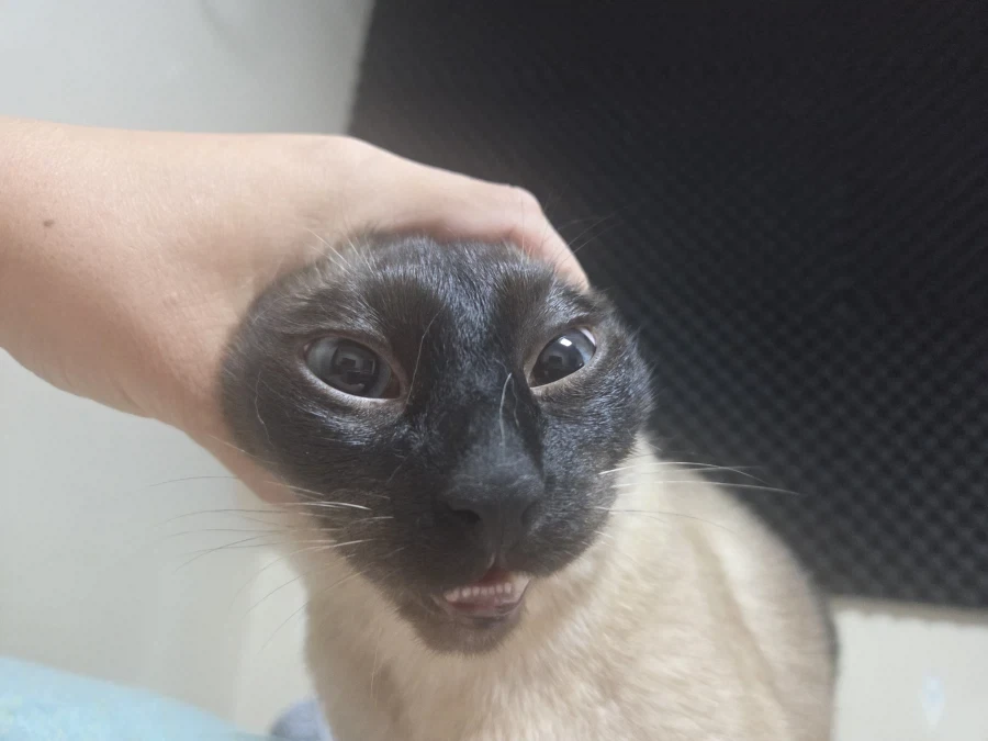 고양이 확대가 아닌 학대하는 사진입니다_7.webp