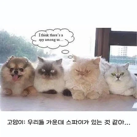 스피키 너무 귀엽다 이미지 2