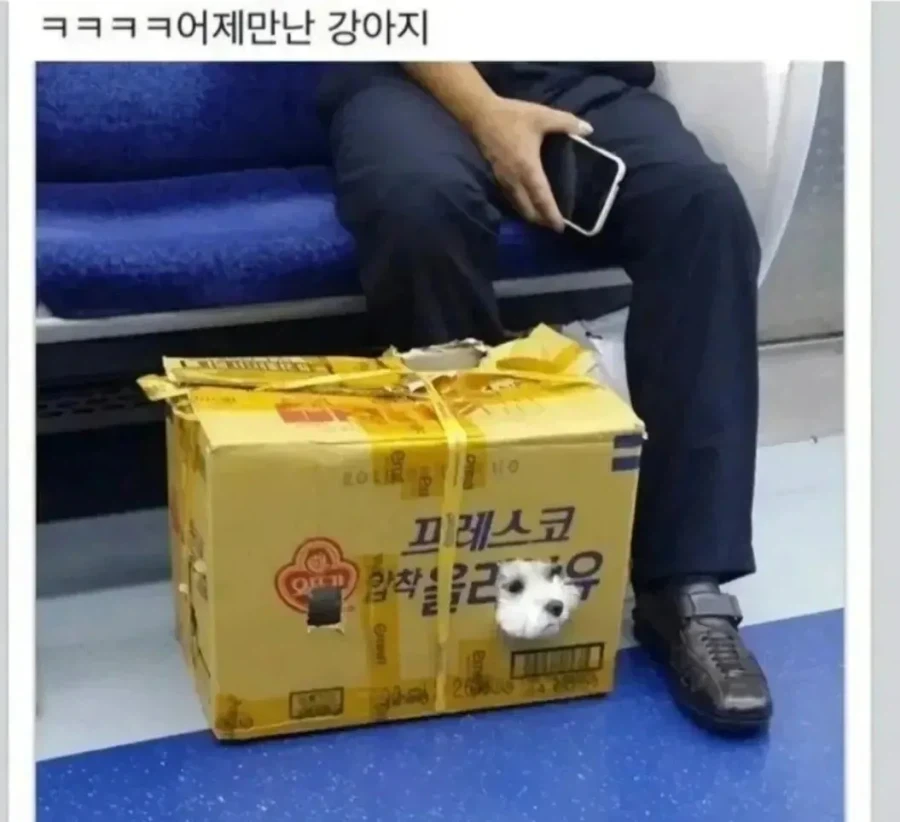 추석 보내러 가는 댕댕이.jpg_2.webp