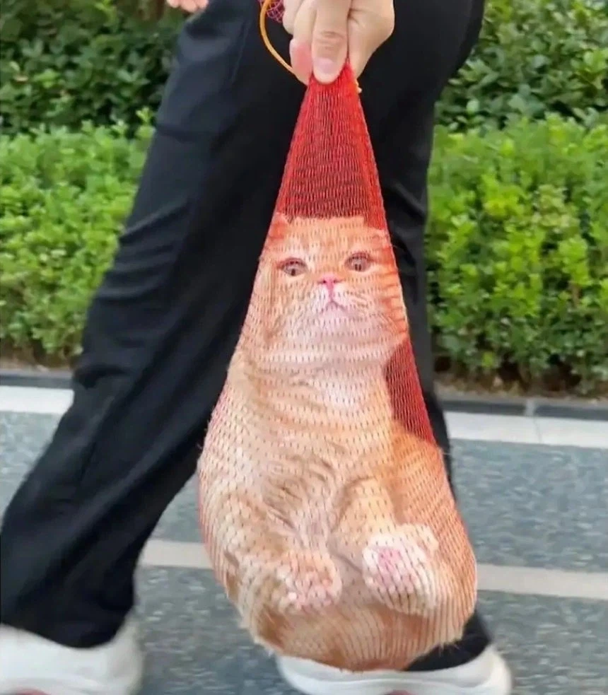 건물 관리인이 잡아준 집 나간 고양이_2.webp