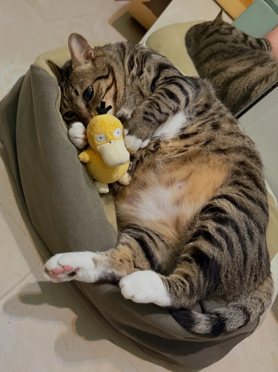 고라파덕 인형을 좋아하는 냐옹이..._7.webp