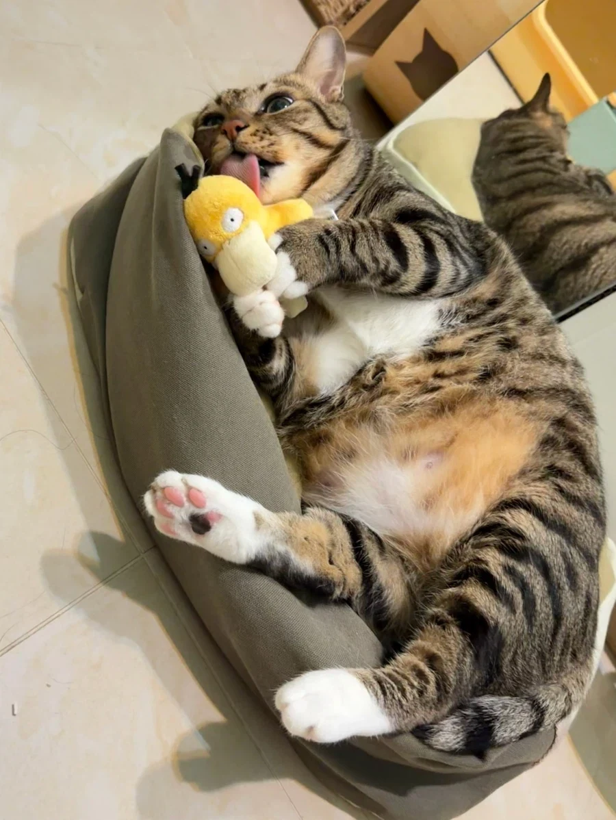 고라파덕 인형을 좋아하는 냐옹이..._9.webp