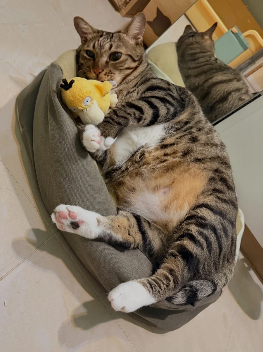 고라파덕 인형을 좋아하는 냐옹이..._11.webp