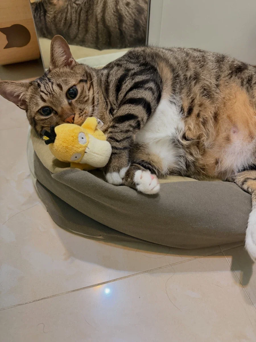 고라파덕 인형을 좋아하는 냐옹이..._13.webp