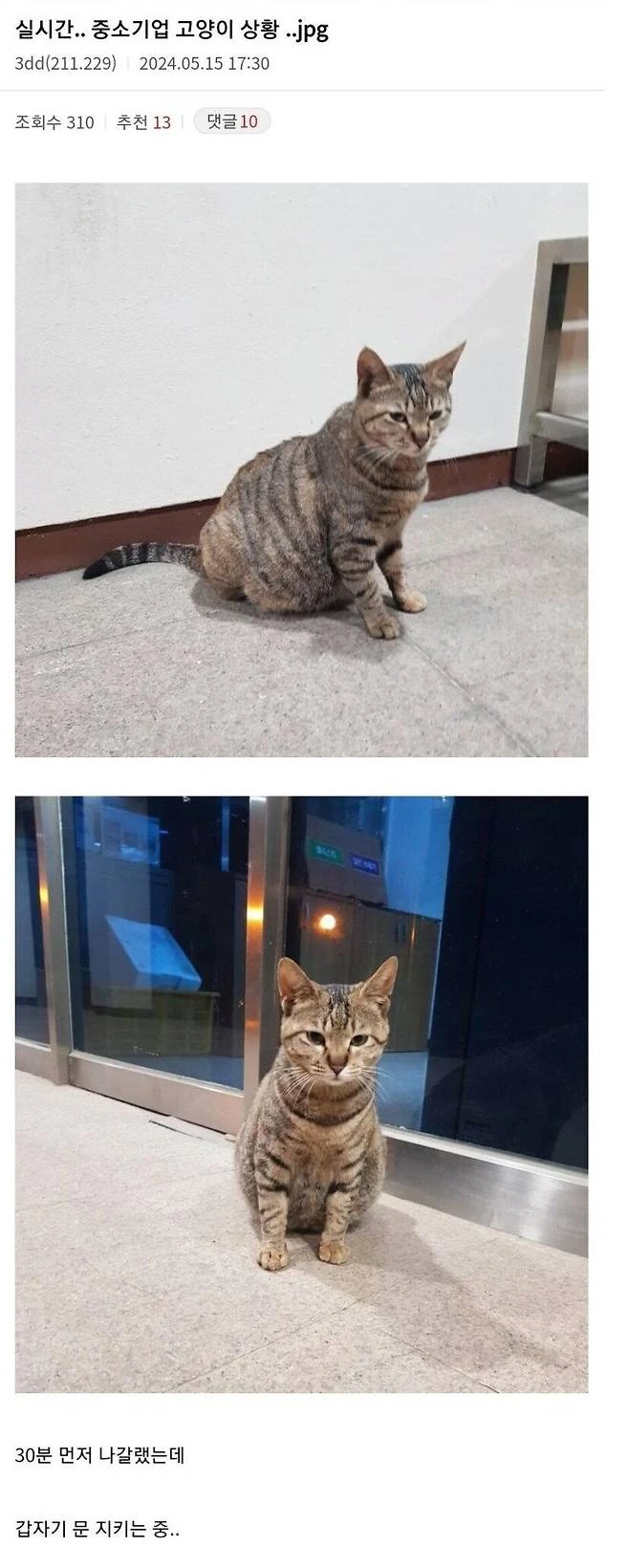 바니바니걸 한장 이미지 3