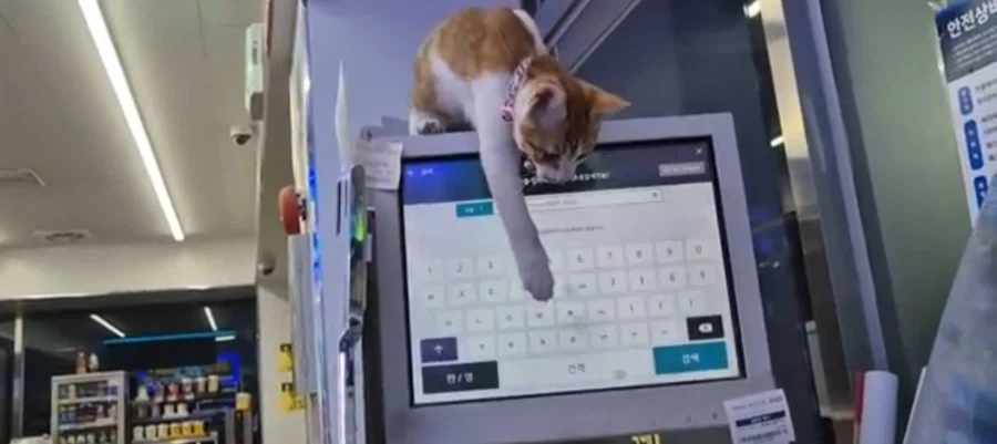 ??? : 고양이가 했어요_4.webp