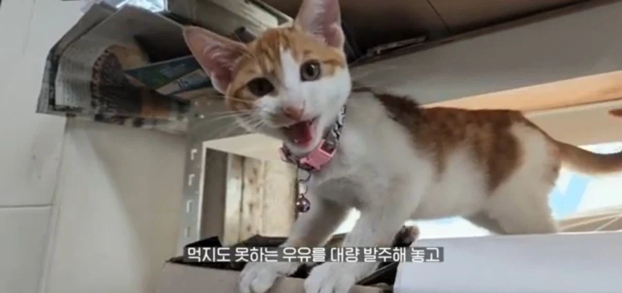 ??? : 고양이가 했어요_5.webp