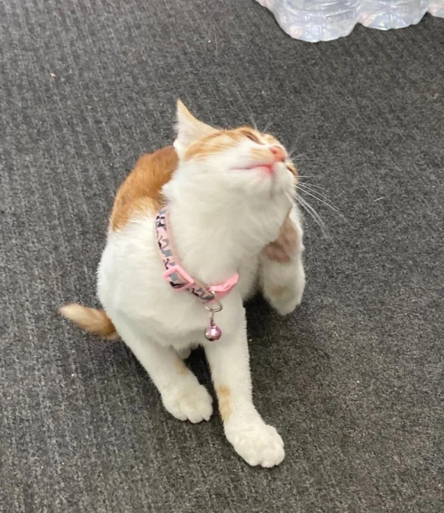 ??? : 고양이가 했어요_7.webp