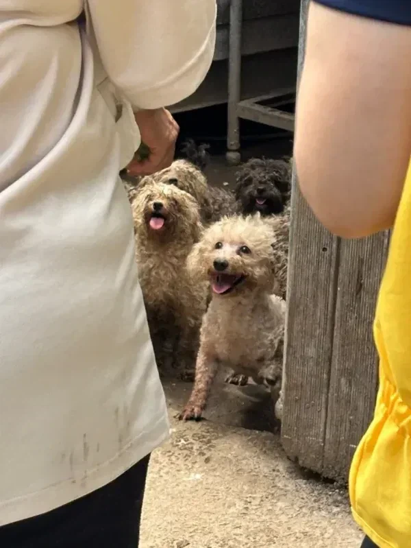 열돔 이미지 2