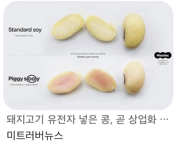 쩝쩝박사의 예언_2.webp
