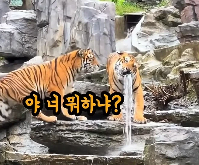 목욕탕에 있는 입에서 물 나오는 호랑이 동상_4.webp