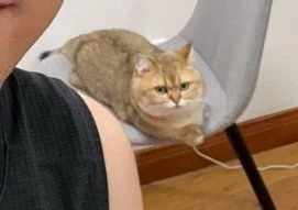 고양이 안 키워보는 사람들은 모른다는 고양이의 진실_2.webp