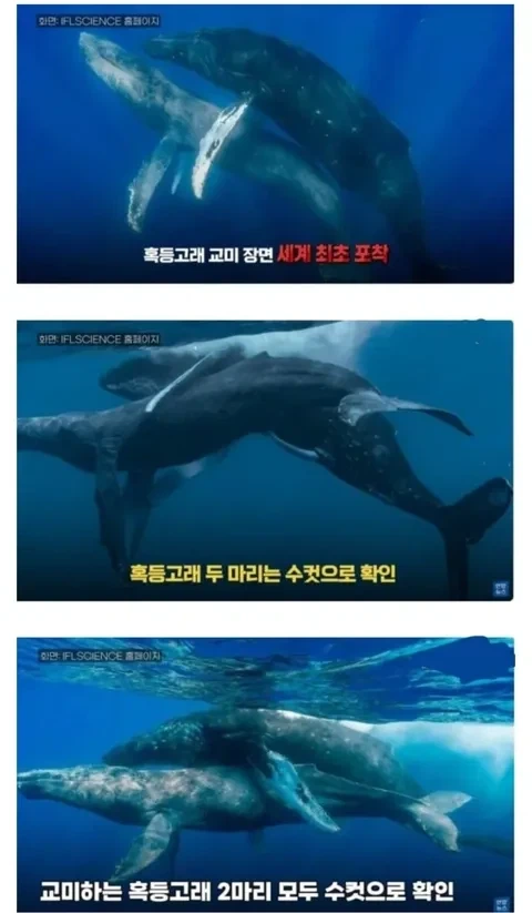 미군이 인정한 '일본 최강의 배' 이미지 3