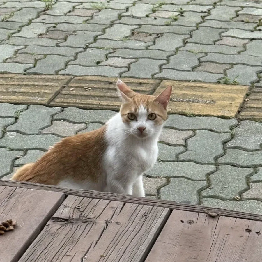 고양이 팔뚝이 원래 이렇게 생겼나.jpg_3.webp