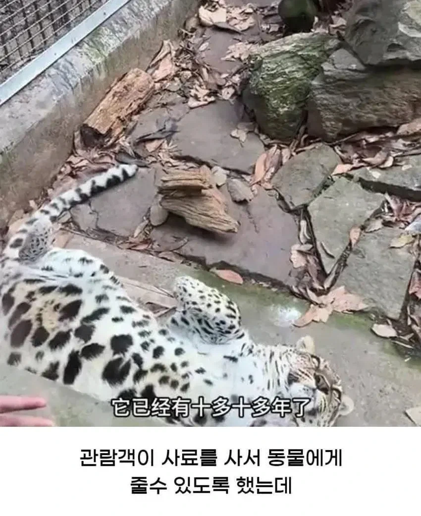 황당한 중국 동물원 대참사_2.webp