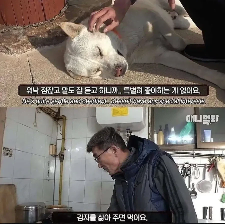 절에 사는 개가 식탐이 없는 이유_2.webp