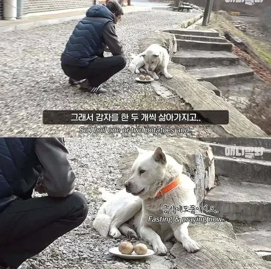 절에사는 개가 식탐이 없는 이유_3.webp