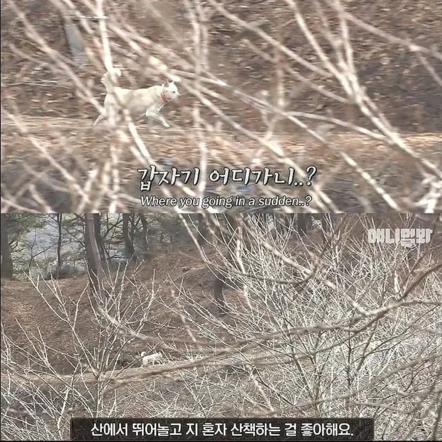 절에사는 개가 식탐이 없는 이유_4.webp