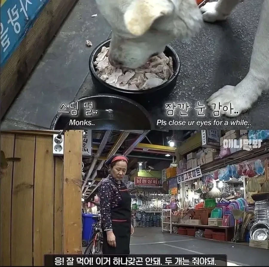 절에사는 개가 식탐이 없는 이유_5.webp