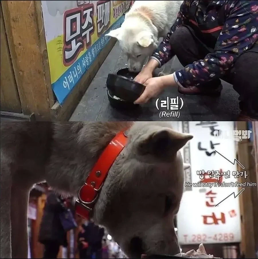 절에사는 개가 식탐이 없는 이유_6.webp