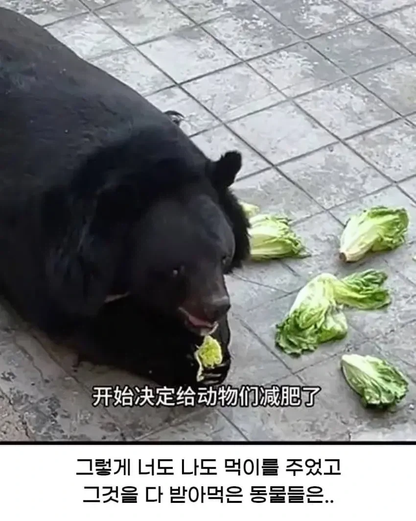 중국의 어느 동물원에서 일어난 참사(?).jpg_3.webp