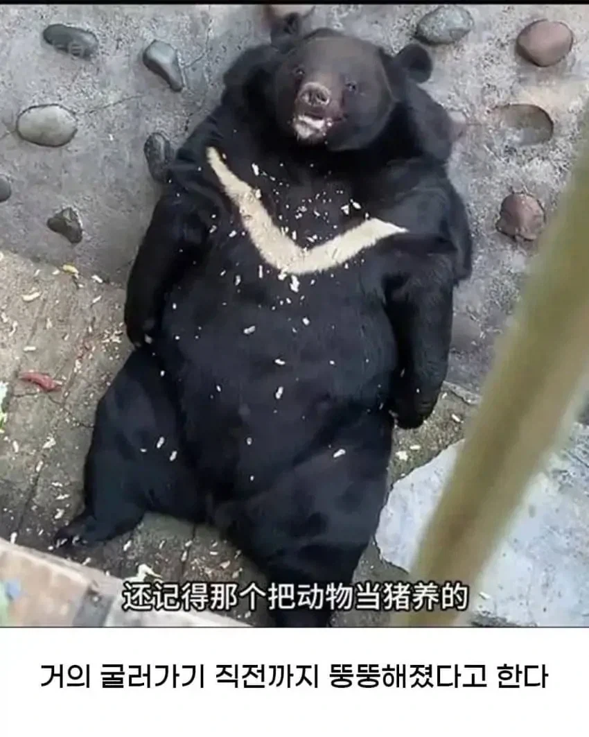 중국의 어느 동물원에서 일어난 참사(?).jpg_4.webp