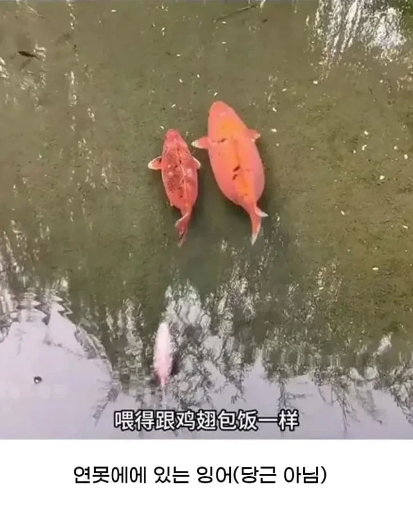 중국의 어느 동물원에서 일어난 참사(?).jpg_5.webp