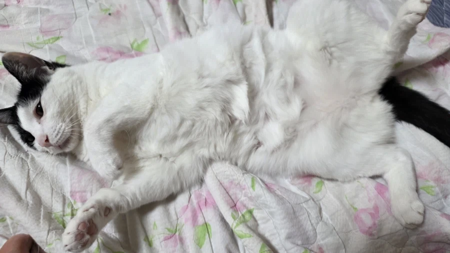SEXDICK 이미지 3
