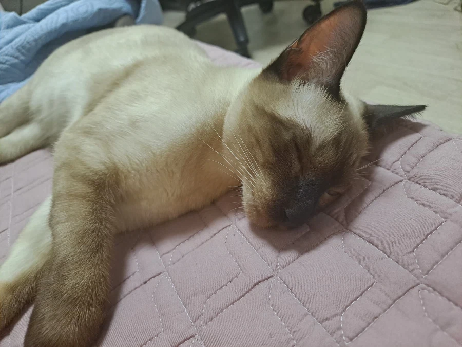 집사가 고양이 다 태웠다는 나쁜말을 하지마세요_3.webp