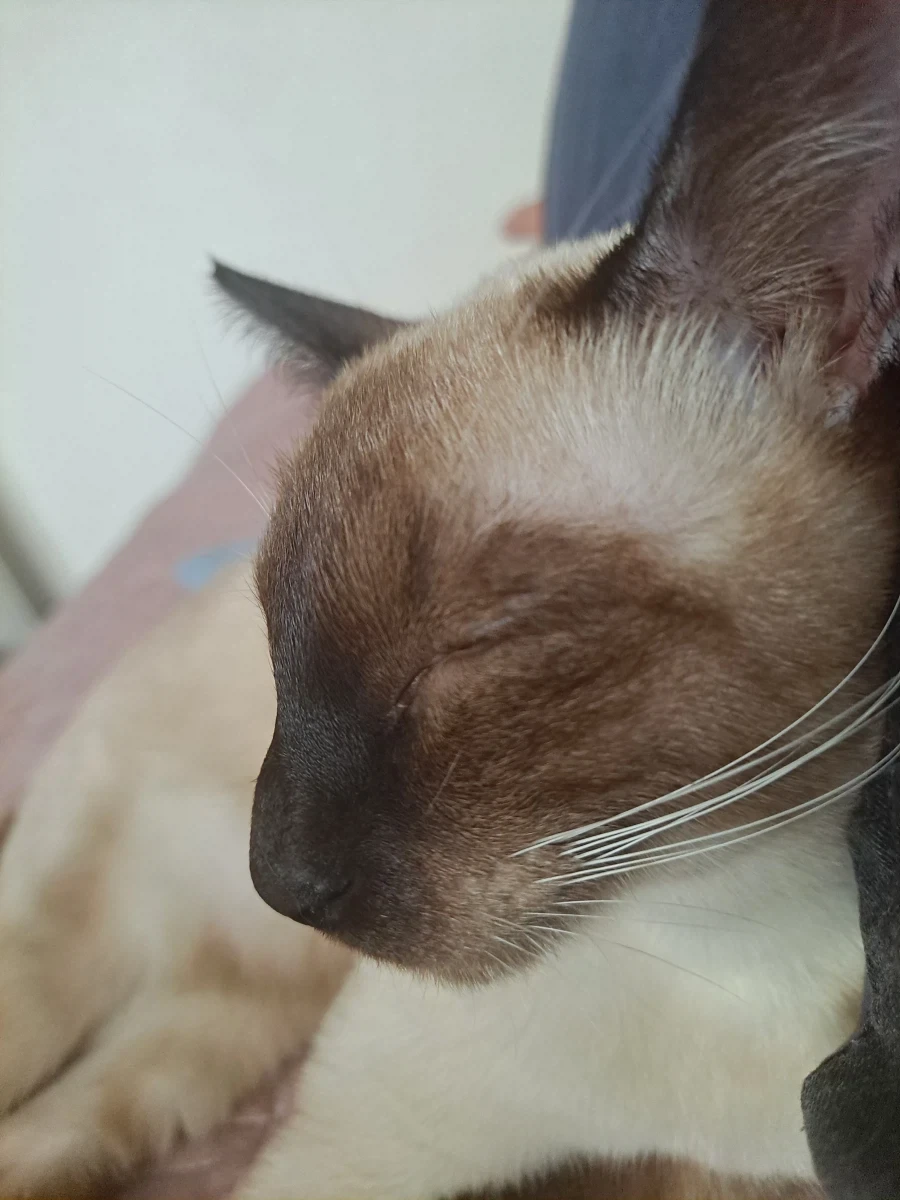 집사가 고양이 다 태웠다는 나쁜말을 하지마세요_4.webp
