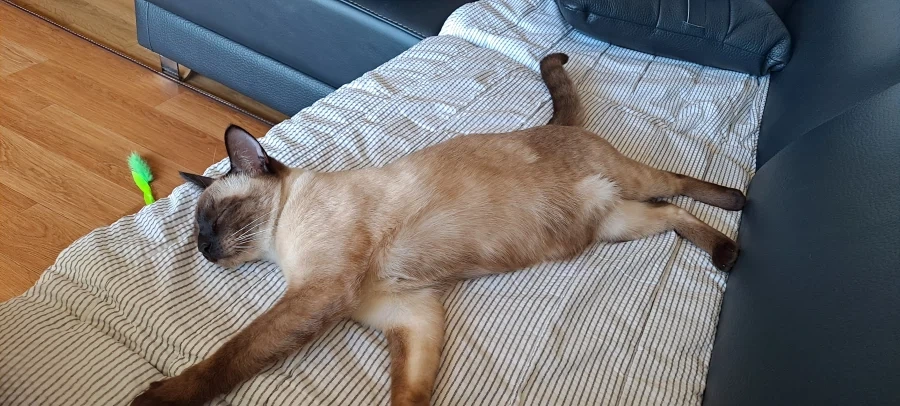 집사가 고양이 다 태웠다는 나쁜말을 하지마세요_5.webp