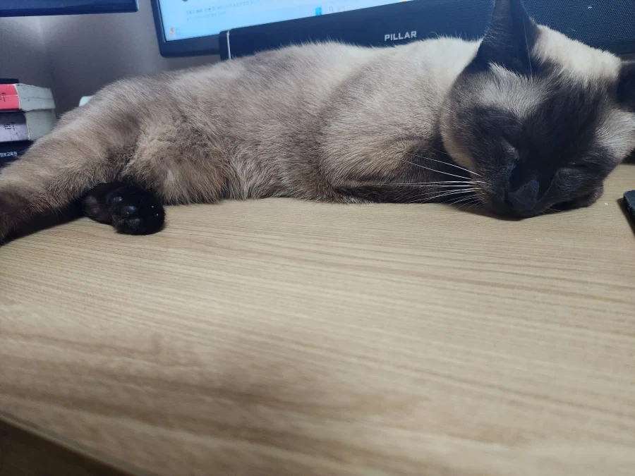 집사가 고양이 다 태웠다는 나쁜말을 하지마세요_6.webp