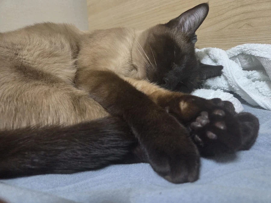 집사가 고양이 다 태웠다는 나쁜말을 하지마세요_7.webp