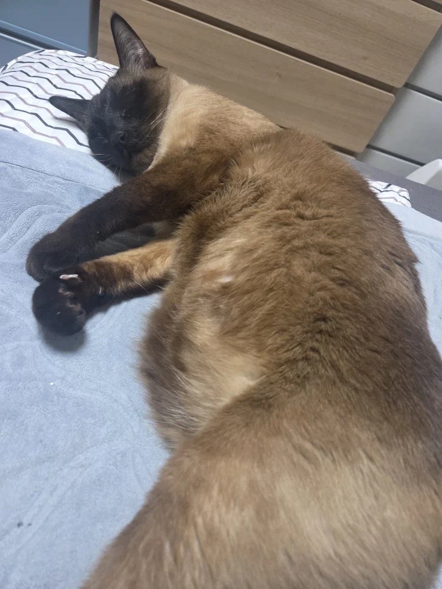 집사가 고양이 다 태웠다는 나쁜말을 하지마세요_8.webp