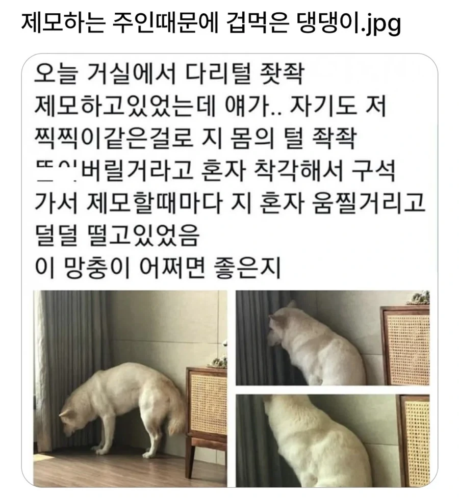 제 아내임 이미지 3