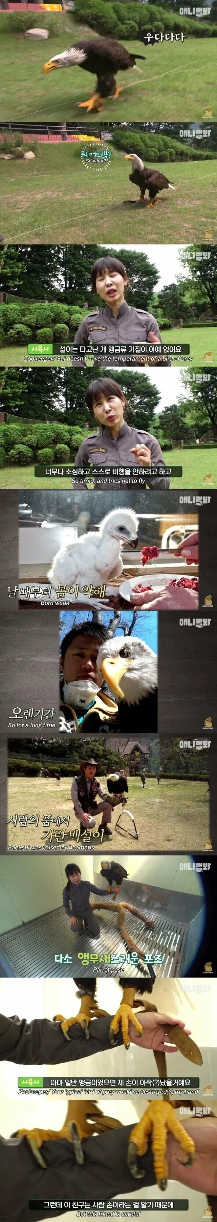 사람 손에 자란 독수리.jpg_2.webp
