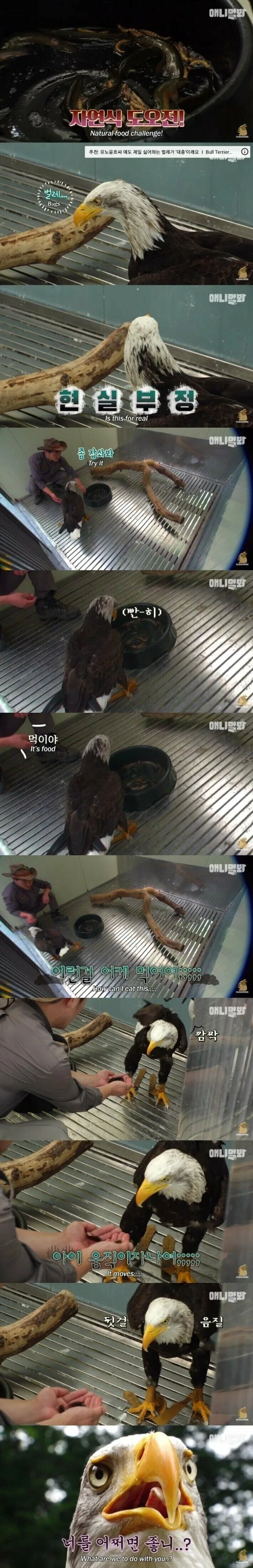 사람 손에 자란 독수리.jpg_3.webp