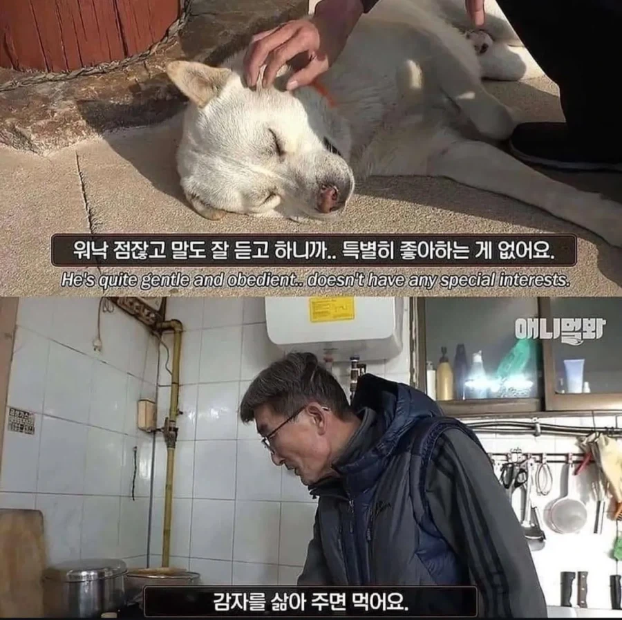 절에사는 강아지가 굶는 이유_2.webp