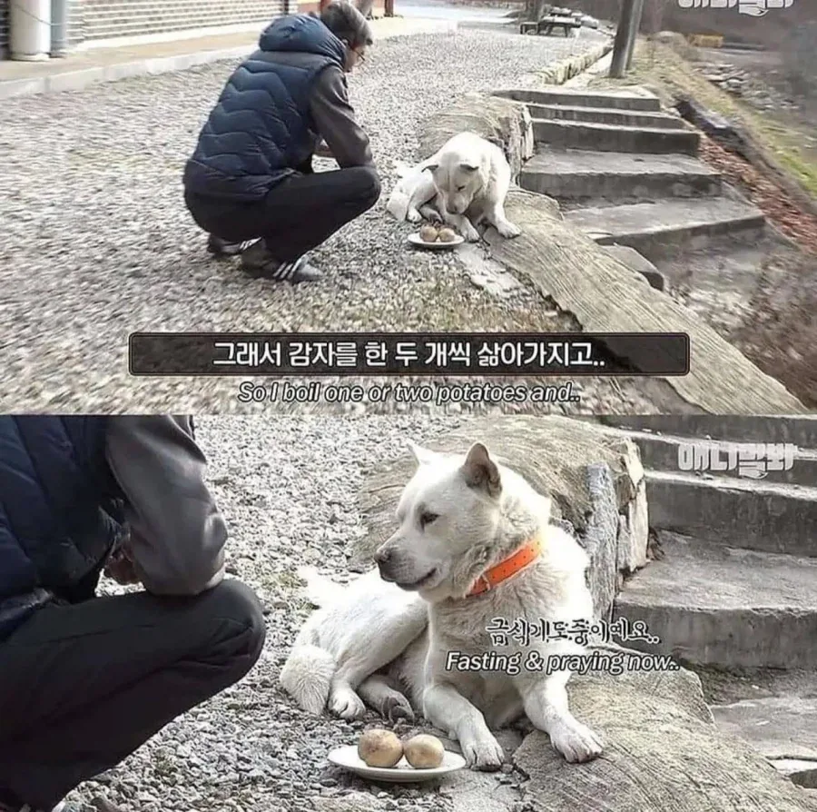절에사는 강아지가 굶는 이유_3.webp