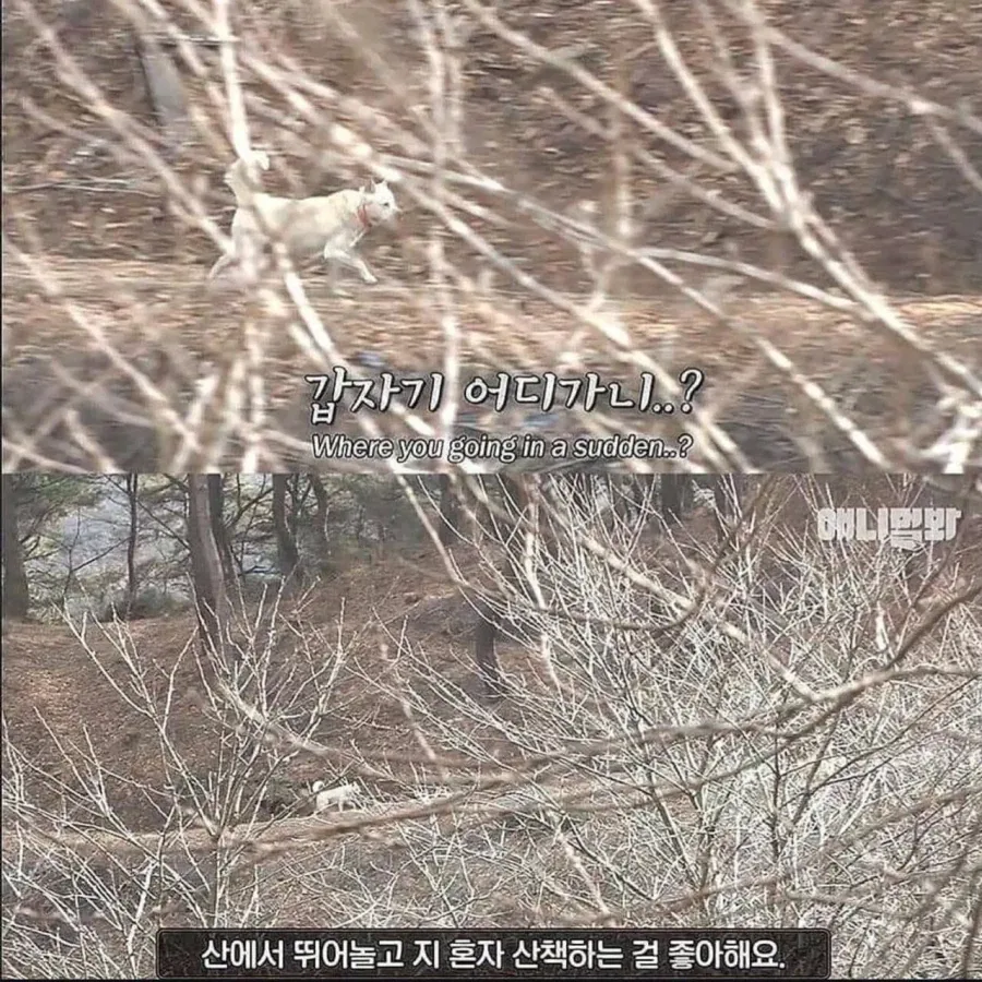 절에사는 강아지가 굶는 이유_4.webp