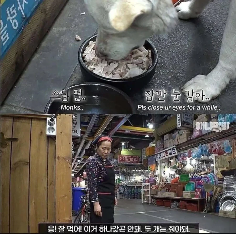 절에사는 강아지가 굶는 이유_5.webp