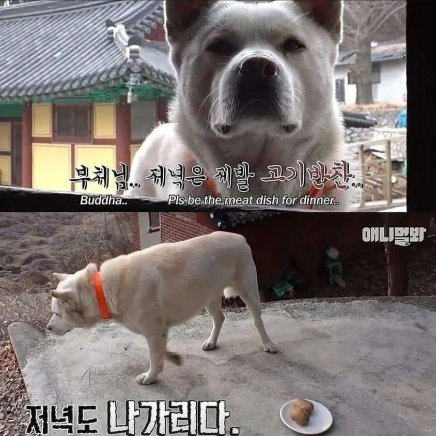 절에사는 강아지가 굶는 이유_8.webp