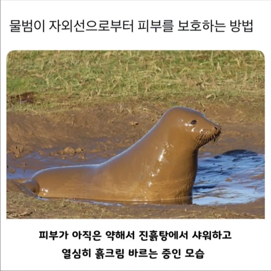 입헌군주제 설정을 영리하게 풀었다는 드라마 궁.jpg 대표 이미지