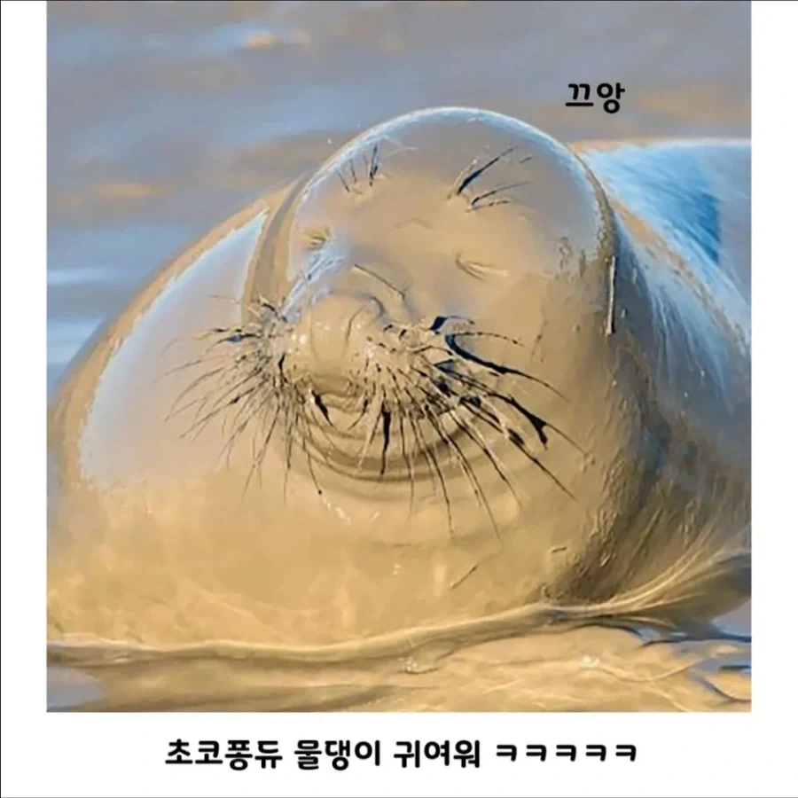자외선 피할려고 몸에 흙바르는 물범.jpg_2.webp