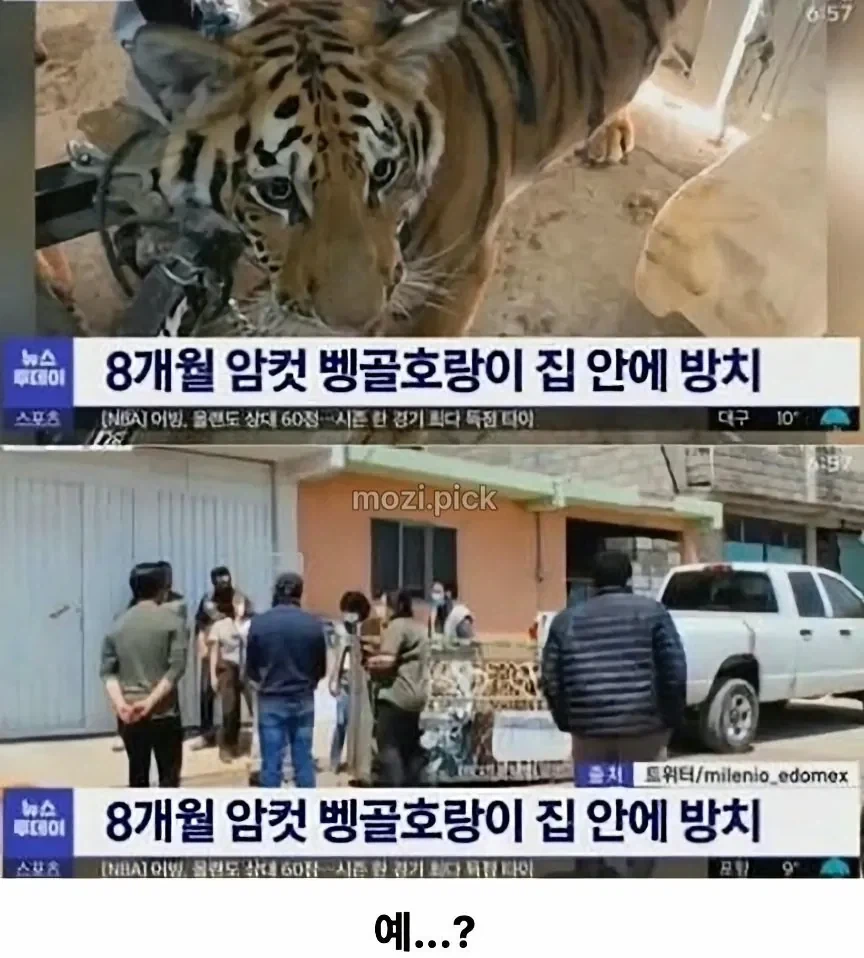 그림자 보고 집에 호랑이 있다고 신고.jpg_2.webp