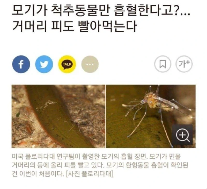 사람 손에 자란 독수리.jpg 이미지 4
