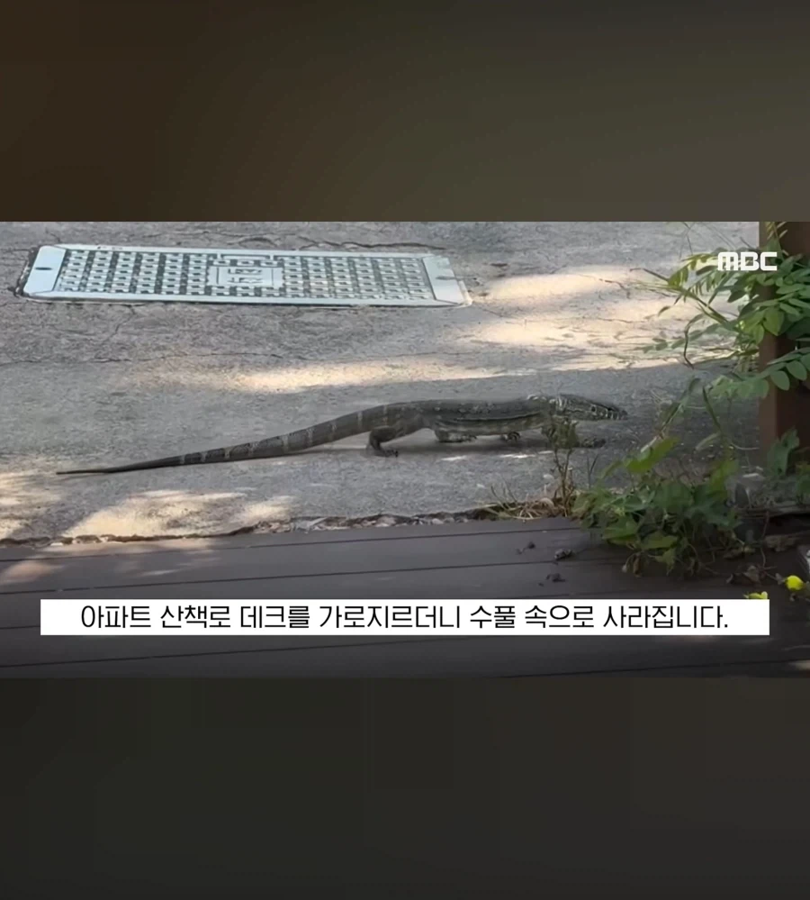 또 괴생명체 등장한 한국_3.webp